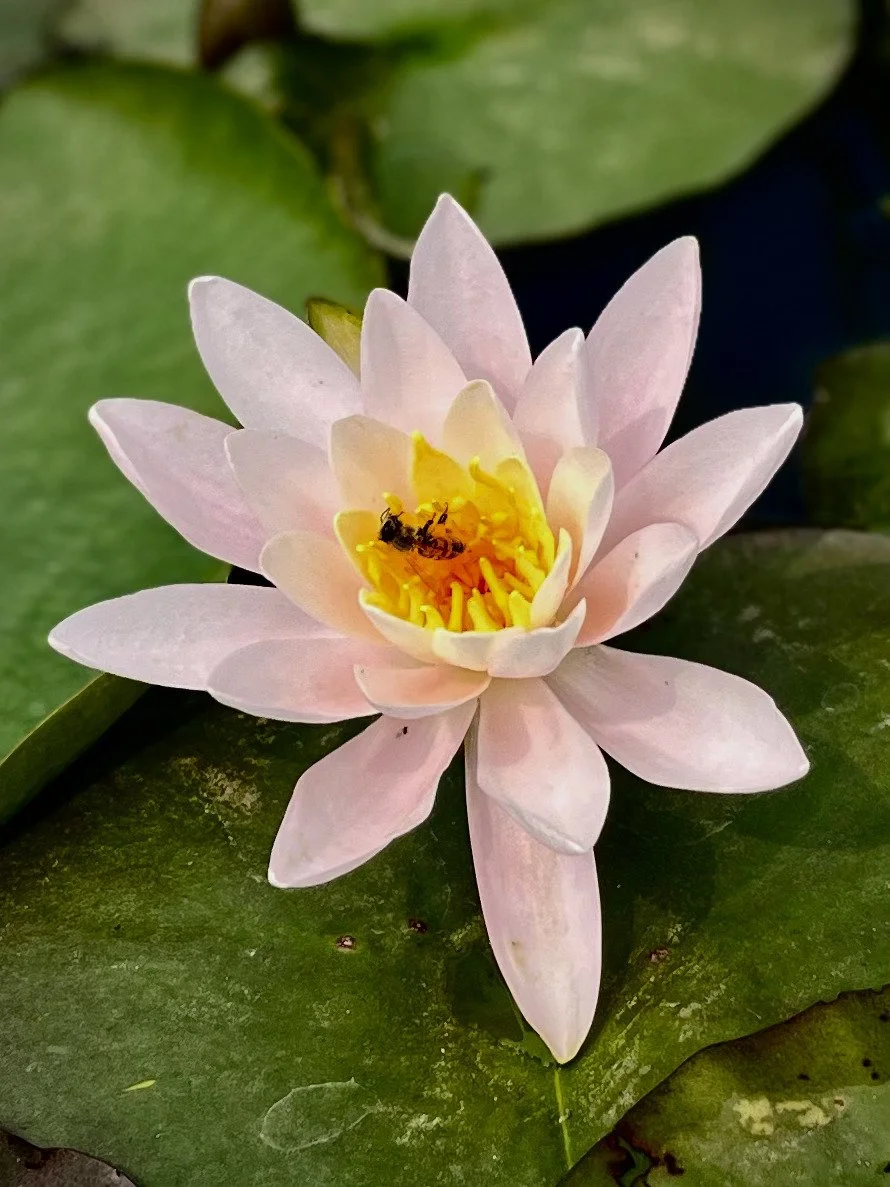 "Pollinate" iPhone