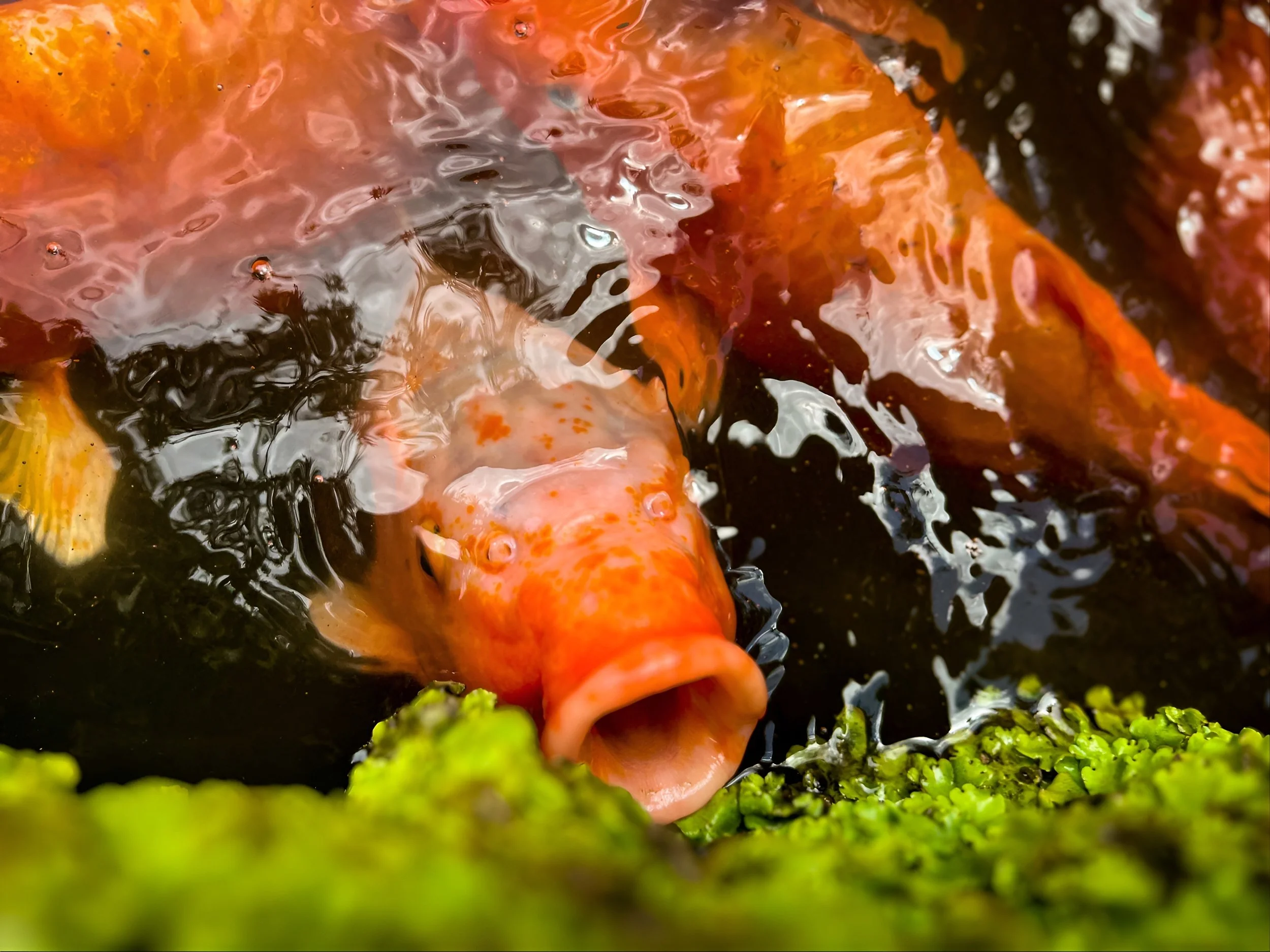 "Koi Hunger" iPhone