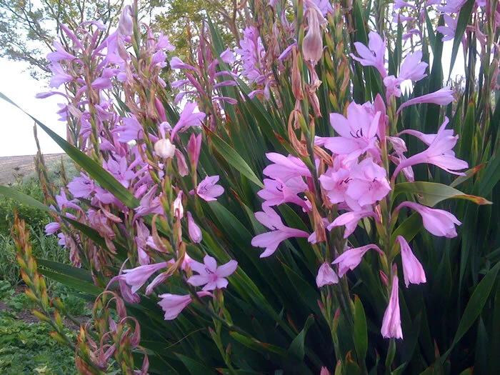 Pink lilies of some sort…