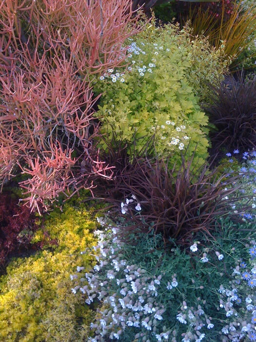 Flowers in the sculpture garden- Getty Center