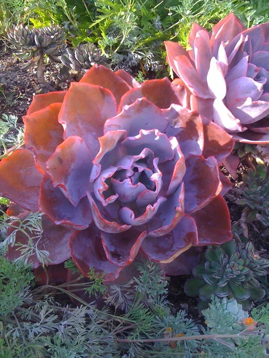 Succulents in the sculpture garden at the Getty