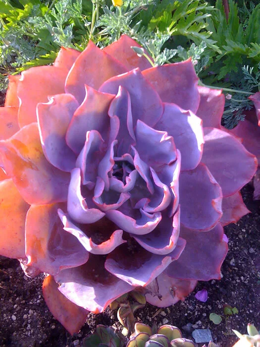 I think this is what they call a desert rose…