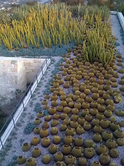The cactus garden at the Getty