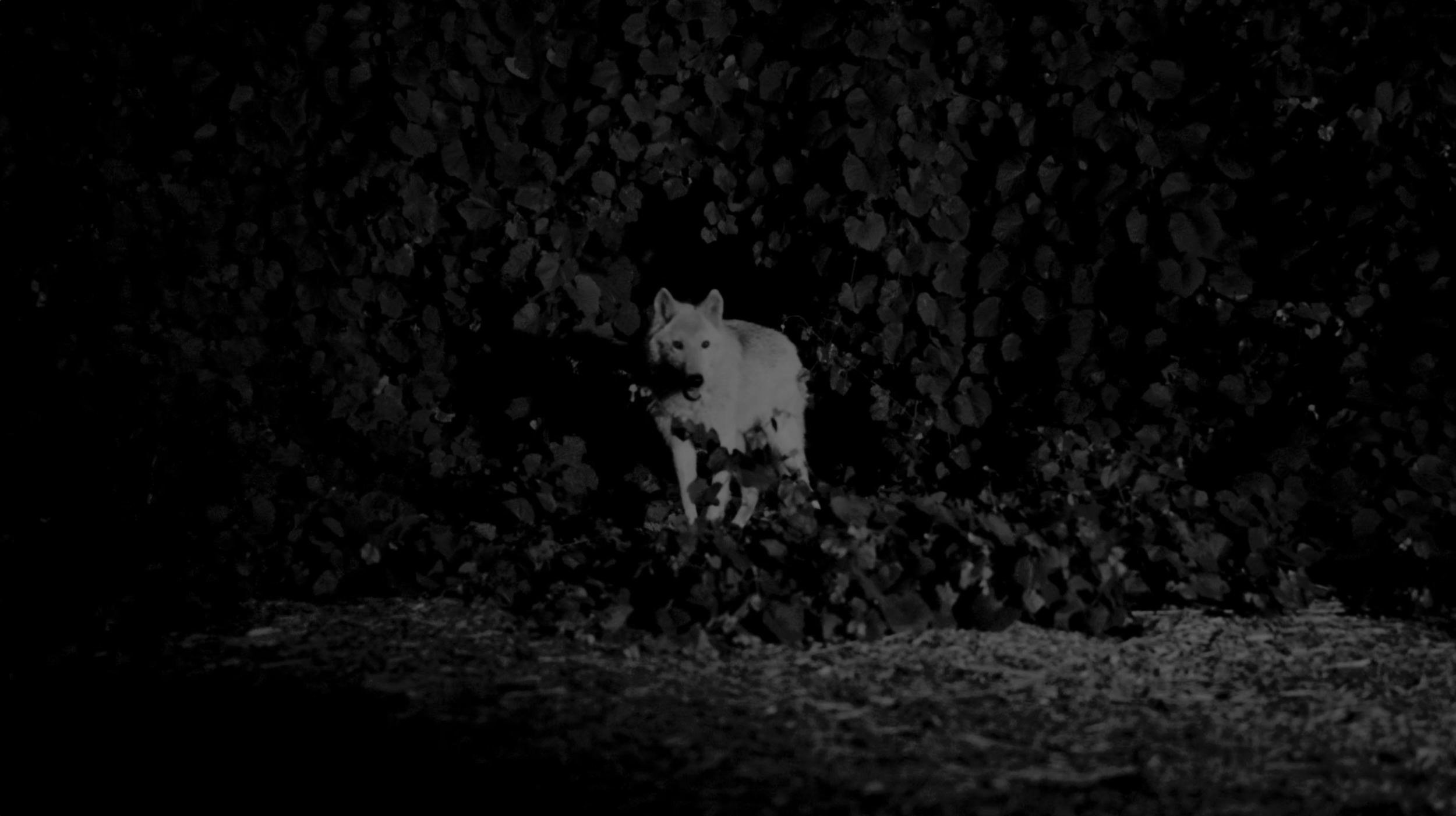 Narrative Shorts