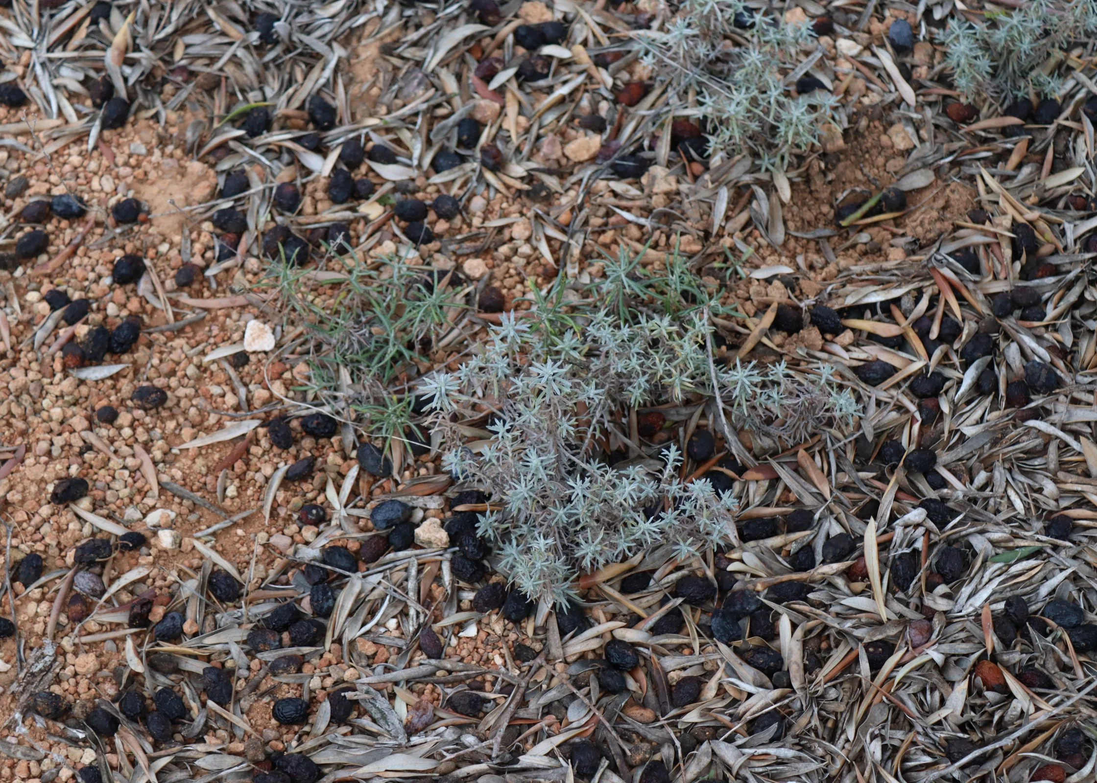 Small plants and shrubs growing among dry, discarded leaves, twigs, and dark berries scattered on the ground, in a natural outdoor setting.