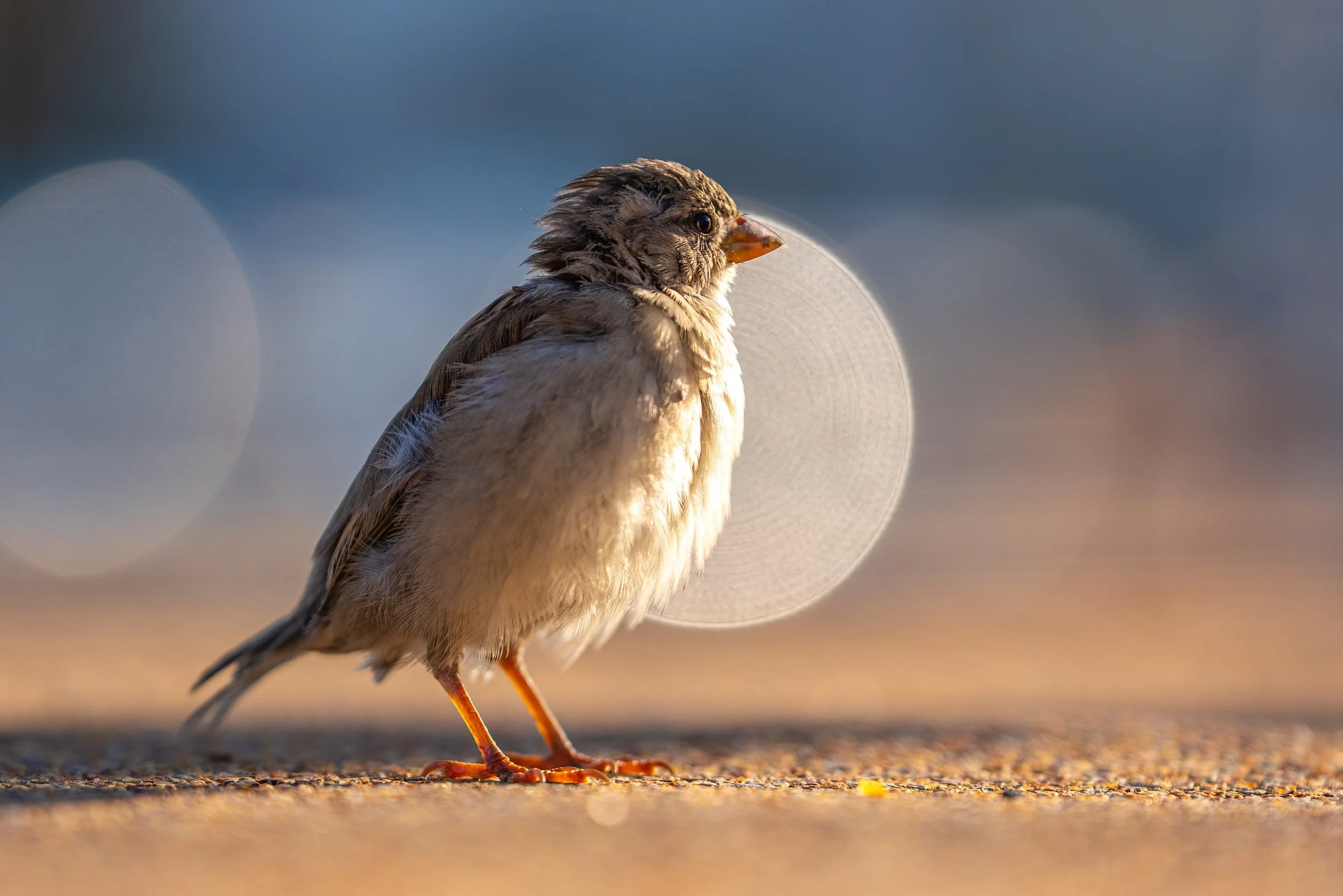 Spatz im warmen Abendlicht – Tierfotografie