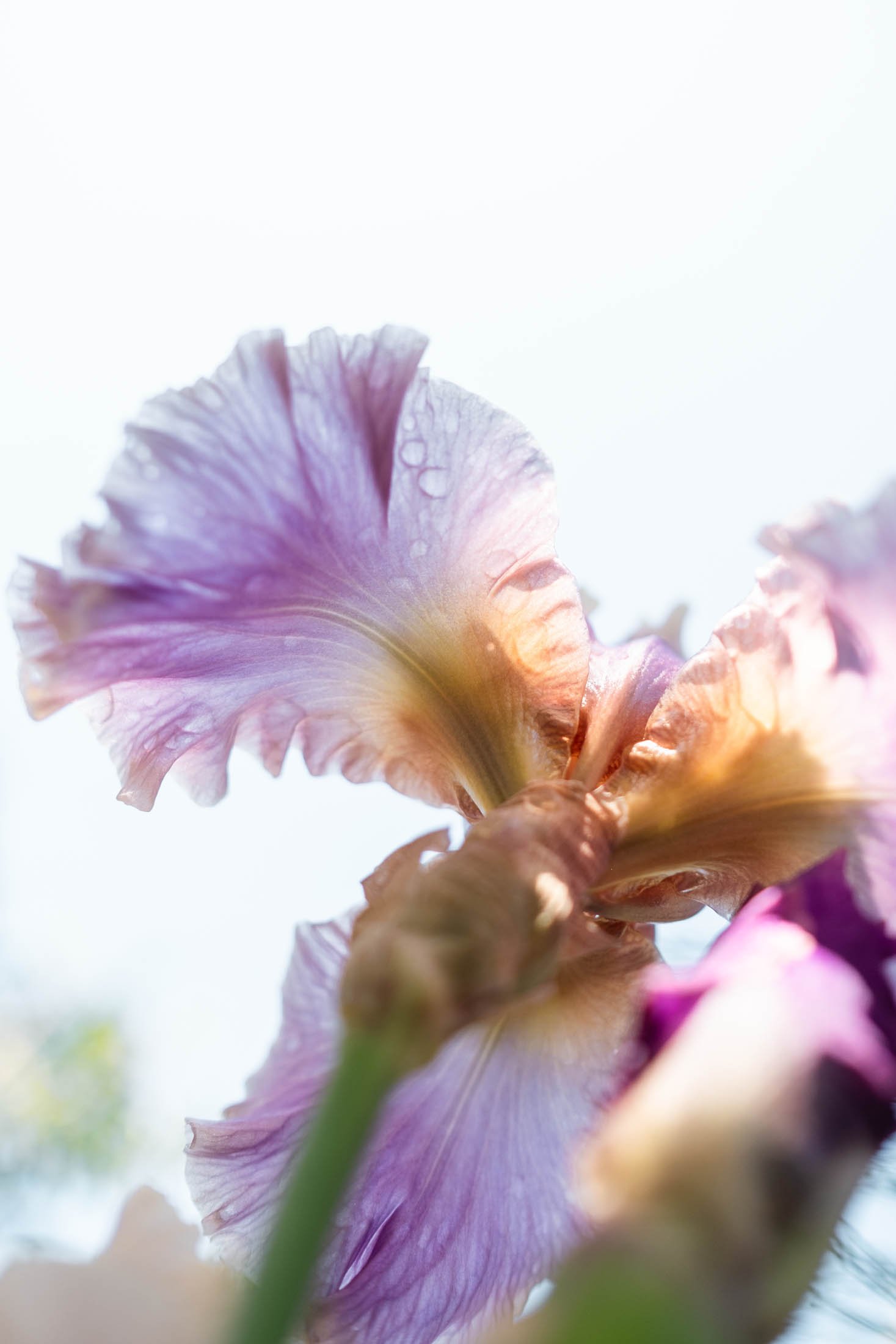 Close-up of a purple iris flower with delicate petals and water droplets, with bright sunlight in the background.