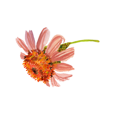 A pink flower with a green stem and a yellow-orange center.