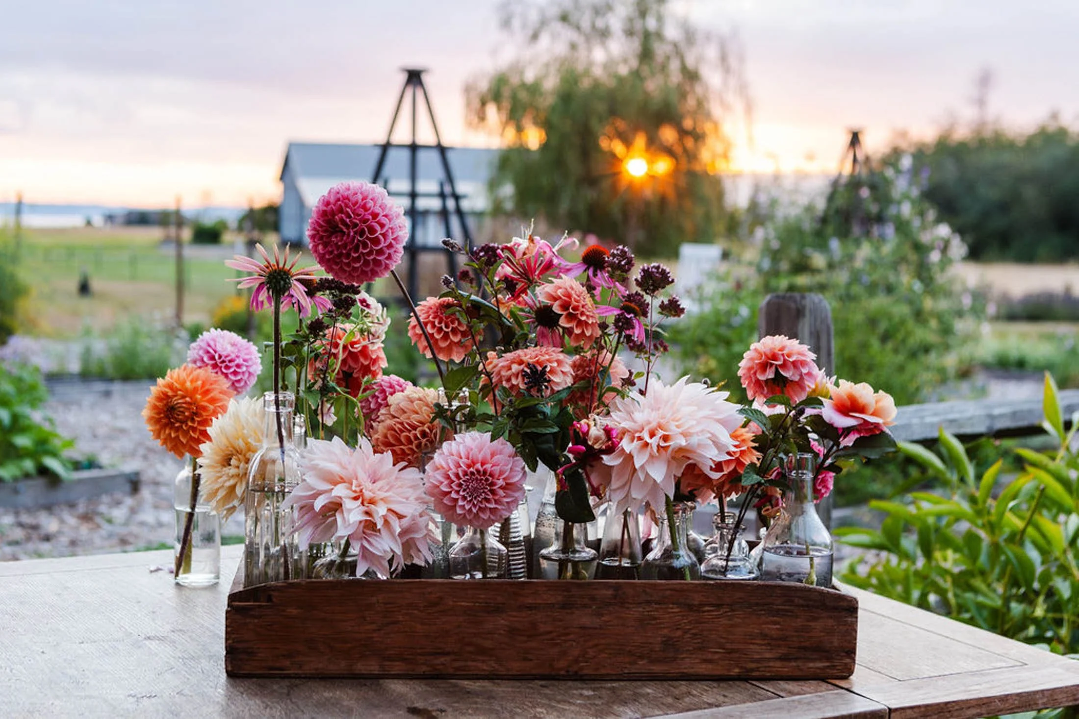 A wooden box filled with pink, orange, and peach flowers, placed on an outdoor table with a rustic background, at sunset.