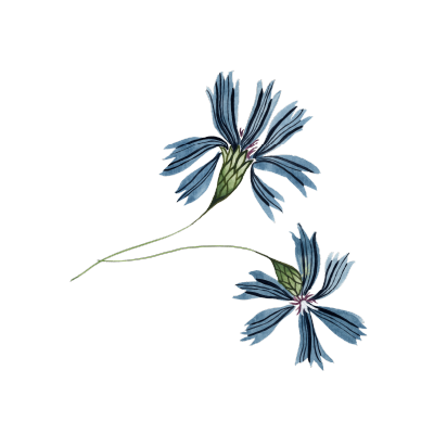 A digital illustration of two blue flowers with green stems on a black background.