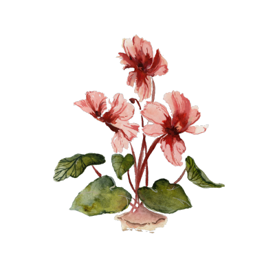 Watercolor illustration of a pink flower with green leaves.