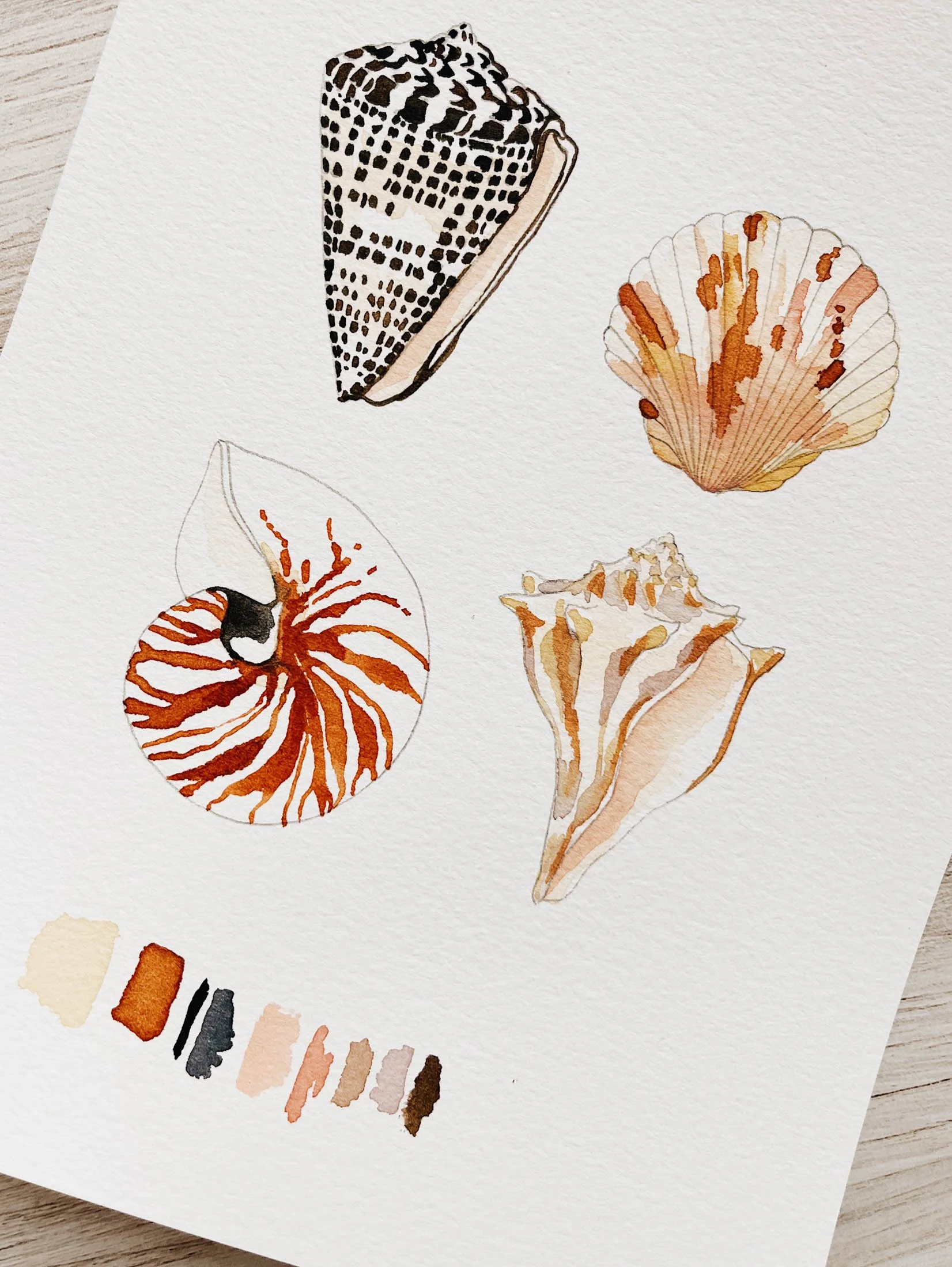 A watercolor painting of a variety of seashells including a scallop shell, a conch shell, and other smaller shells, with some color swatches below.
