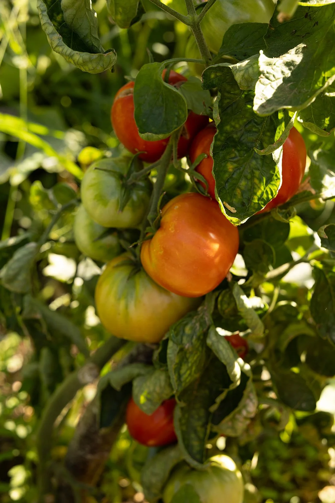 Close-up of a tomato plant with ripening tomatoes in varying shades of green, orange, and red, surrounded by green leaves.