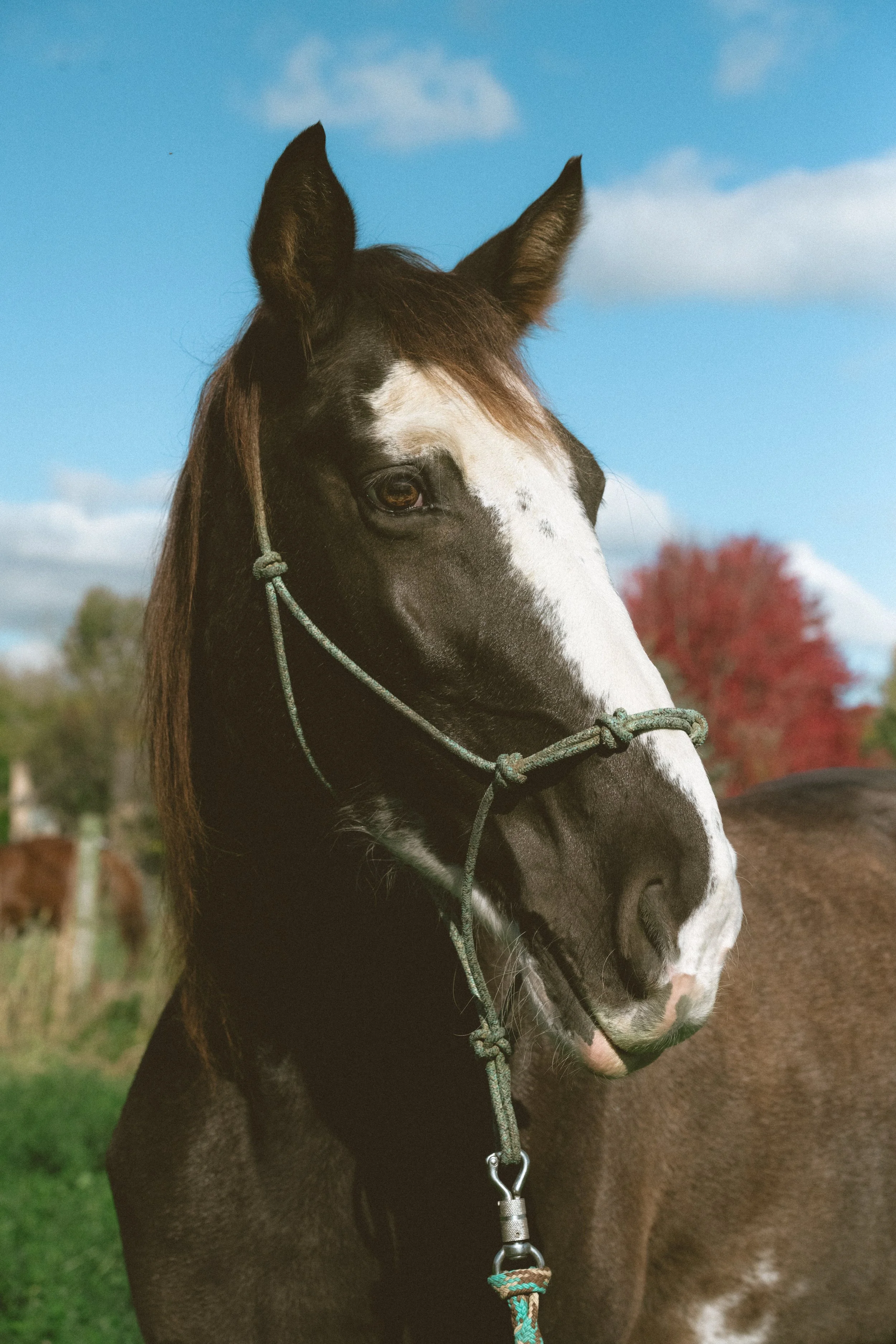 2025_10_Oct_FeatherboneHorsemanship-9571.jpg