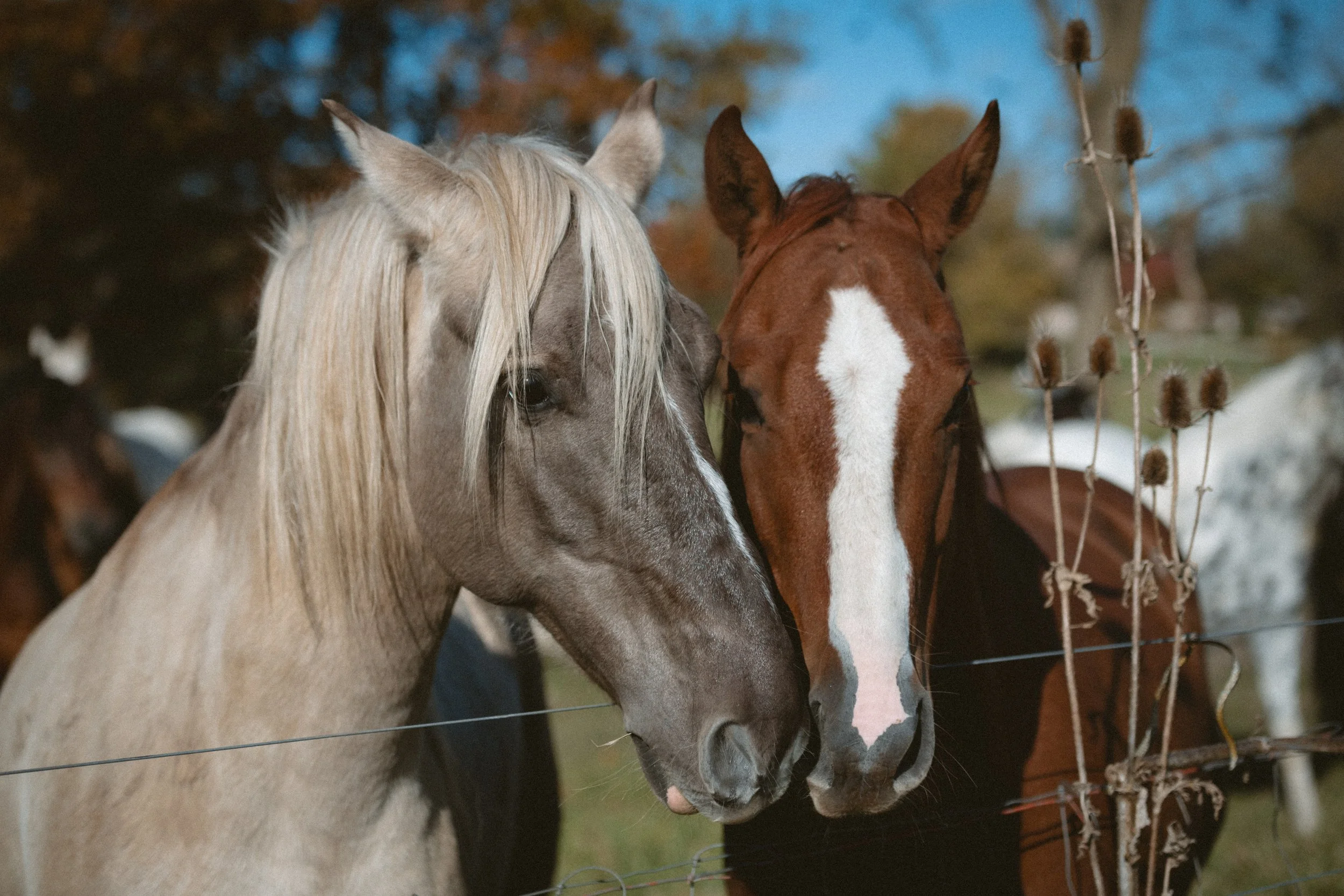 2025_10_Oct_FeatherboneHorsemanship-8937.jpg