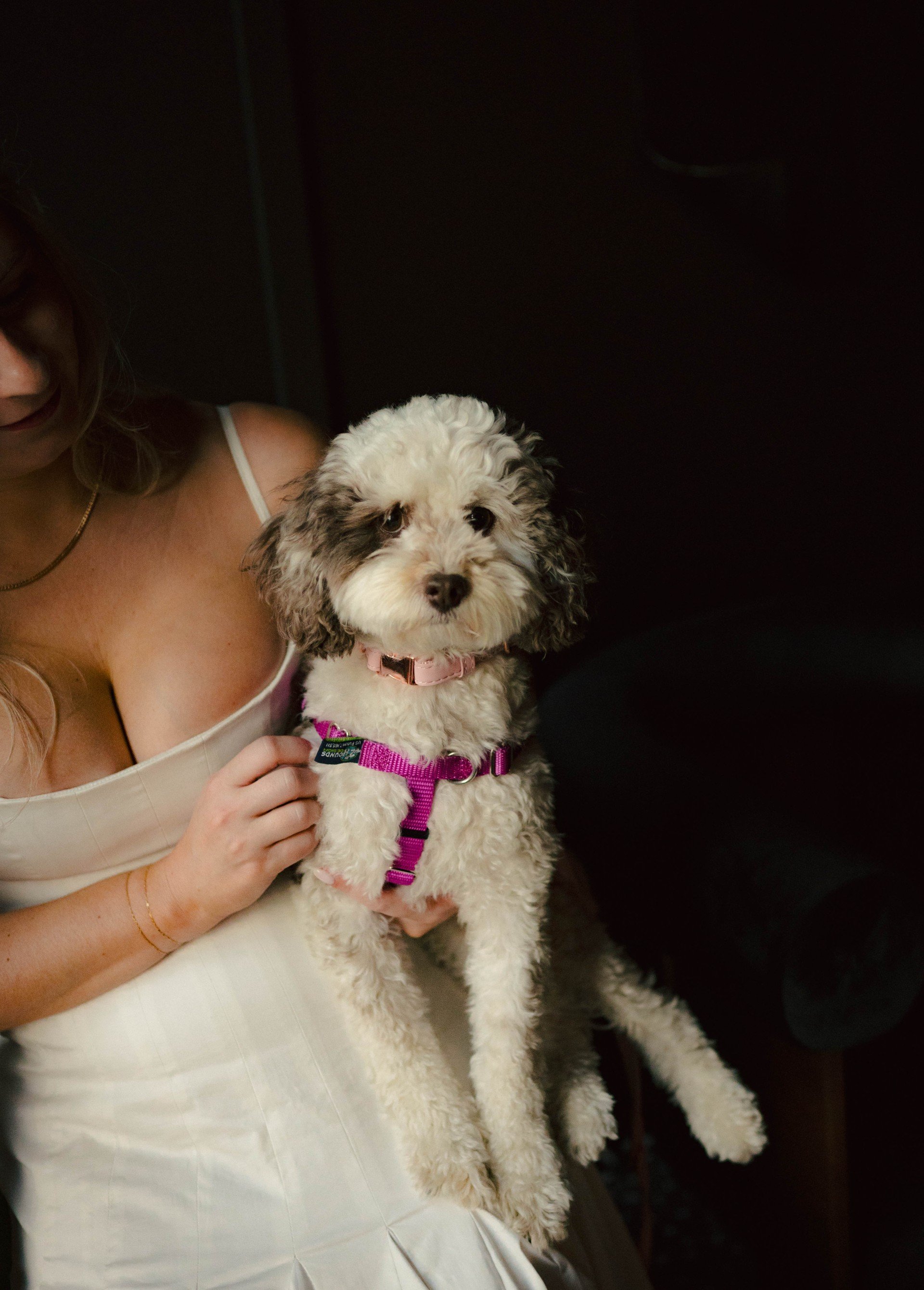 A woman dressed in a sleeveless white dress holding a curly-haired black and white puppy with a pink collar, sitting against a dark background.