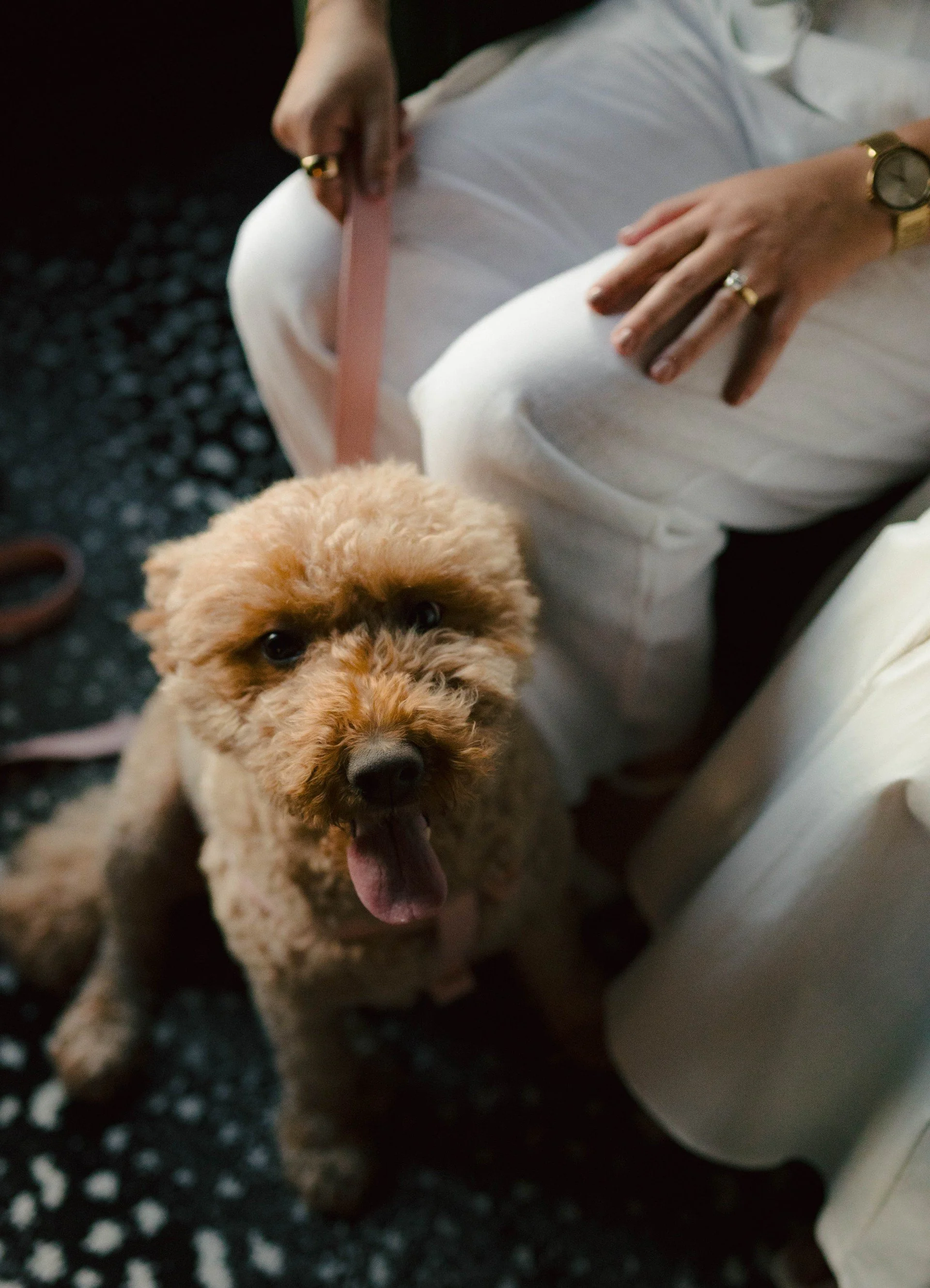 A small, fluffy, light brown puppy yawning with its tongue out, sitting on a dark speckled surface next to a person's leg, with the person's hand resting on their lap, wearing a gold watch and rings.