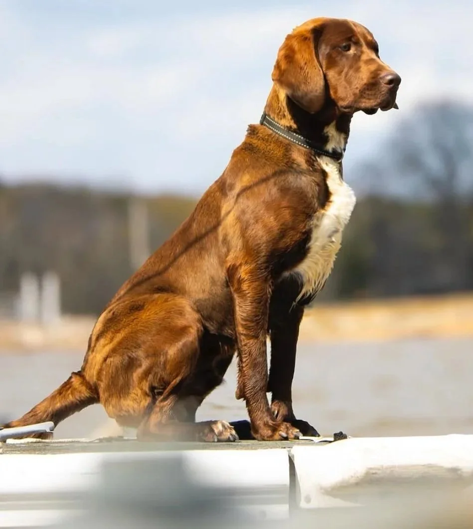 A brown and white dog sitting on a skateboard outdoors.