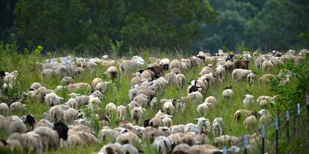 Grass fed sheep grazing through pasture