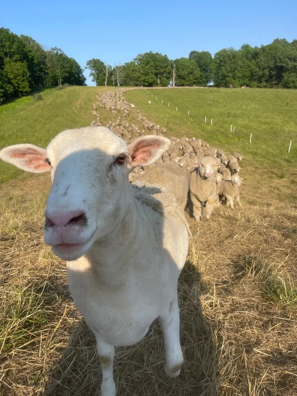 Grassfed American Lamb walking up to camera