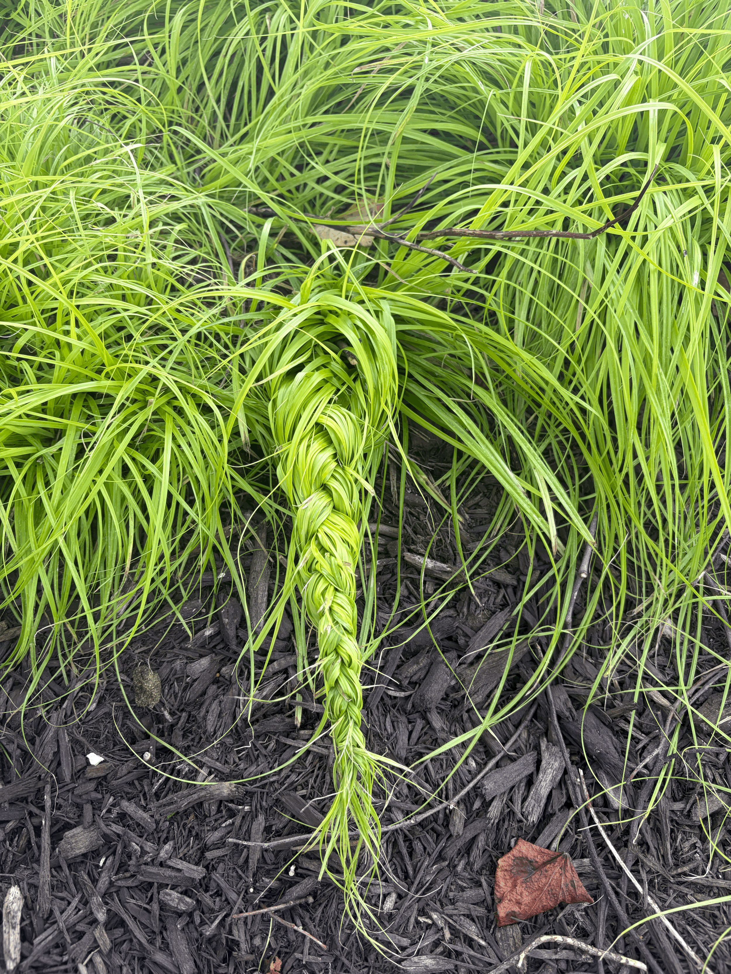 WILD WEAVING AT CHERRY GROVE FARM