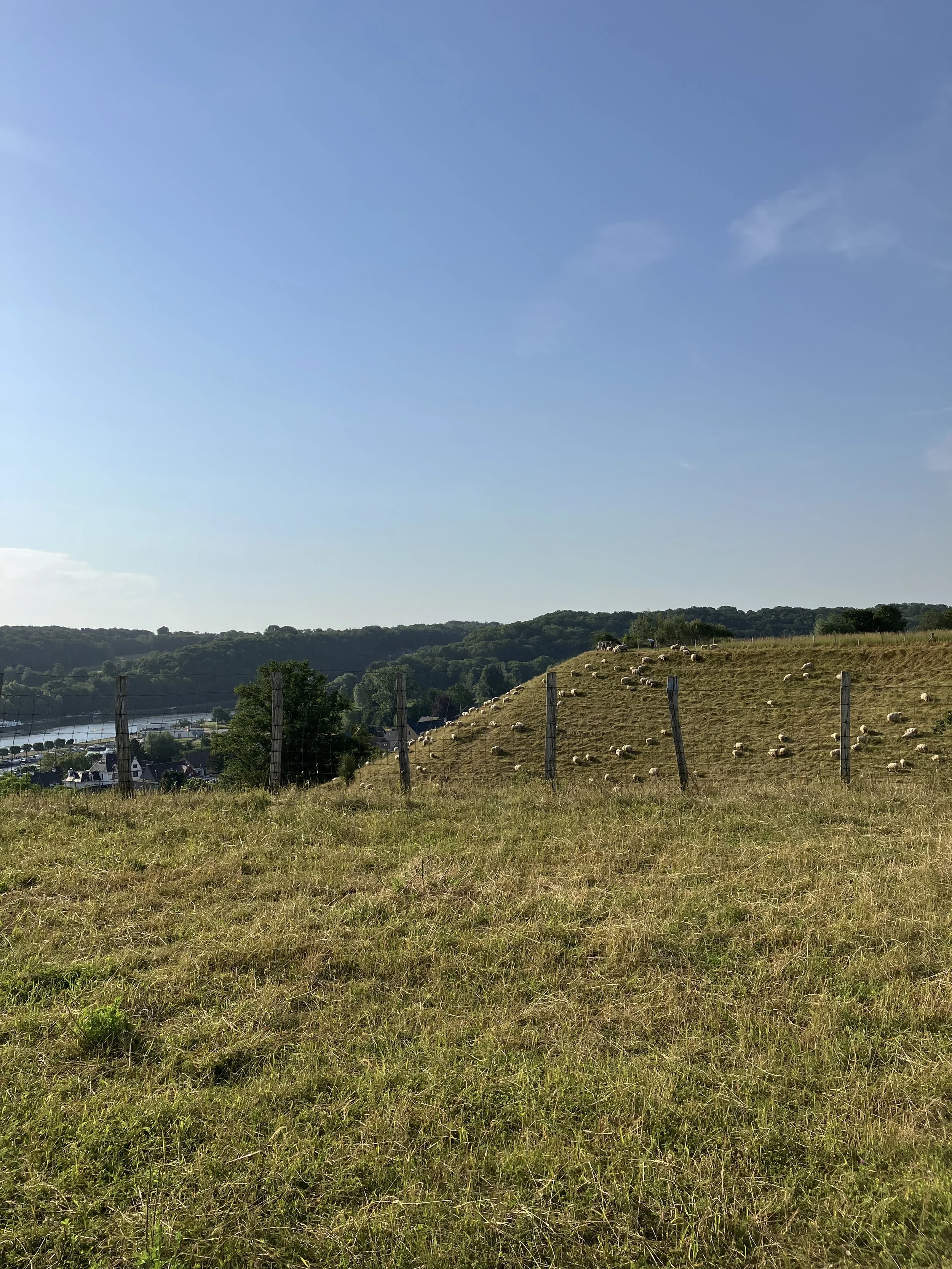 A hillside with grazing sheep, and a fence in the foreground. In the background, there are trees and a small town or village with houses. The sky is clear with a few clouds.