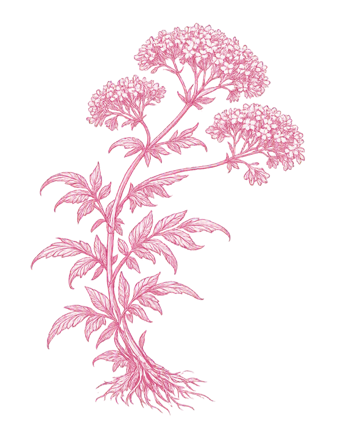 Pink illustration of a flowering plant with multiple clusters of small flowers at the top, a stem with multiple leaves, and visible roots at the bottom.