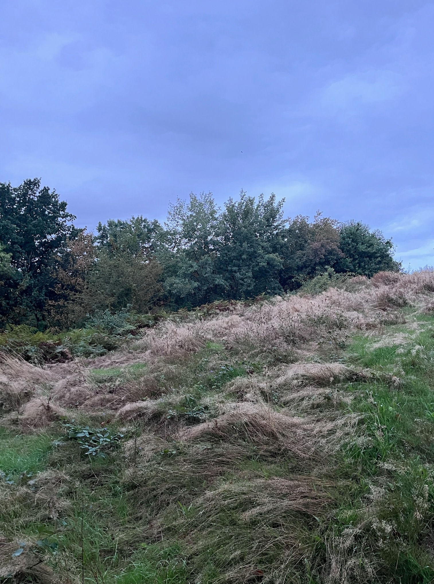A landscape with trees in the background, a cloudy sky overhead, and dry grass and plants in the foreground.