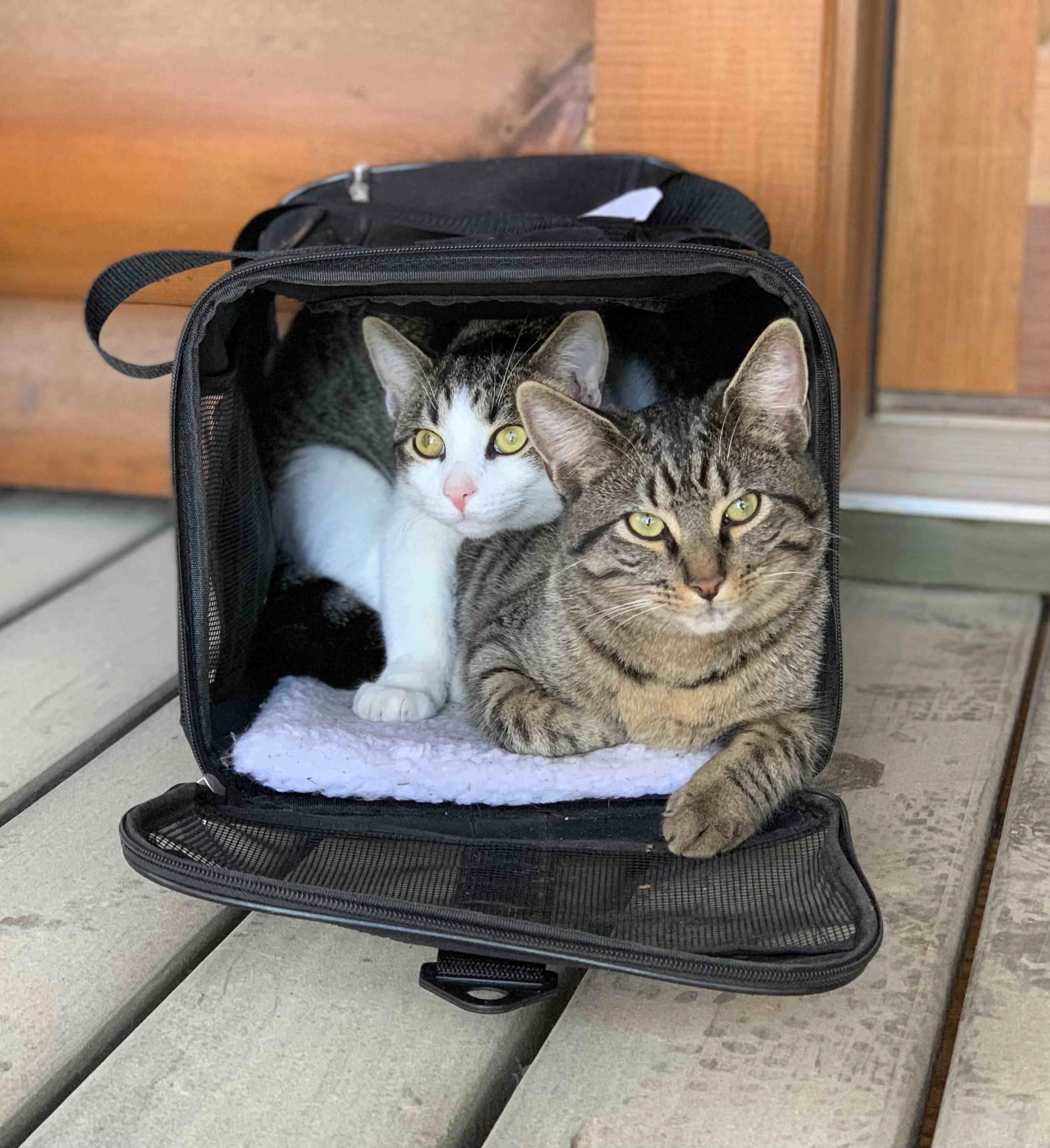 Marshmallow-Left; Beanie- Right