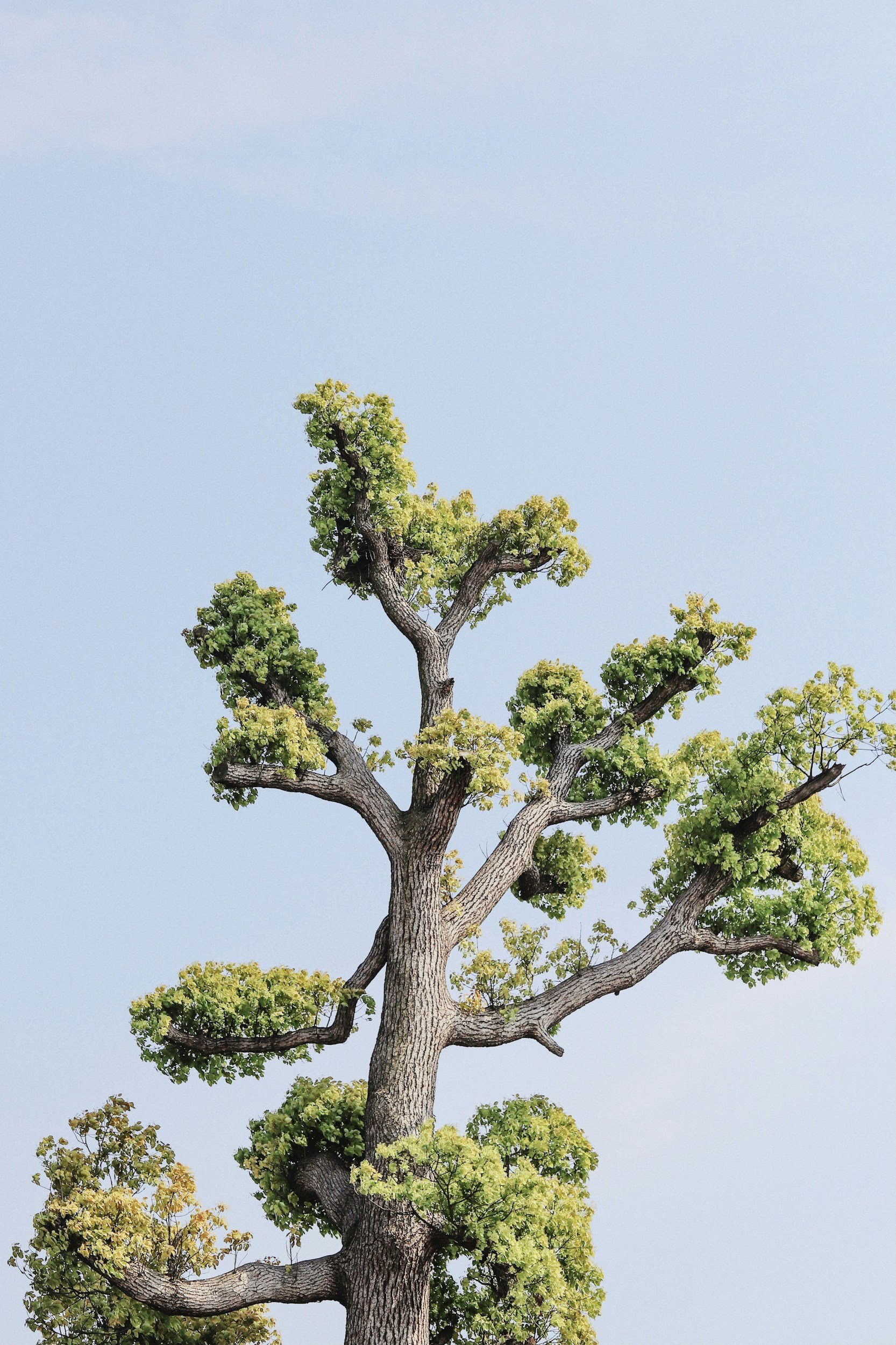 Tall tree with sparse green and yellow leaves against a light blue sky.