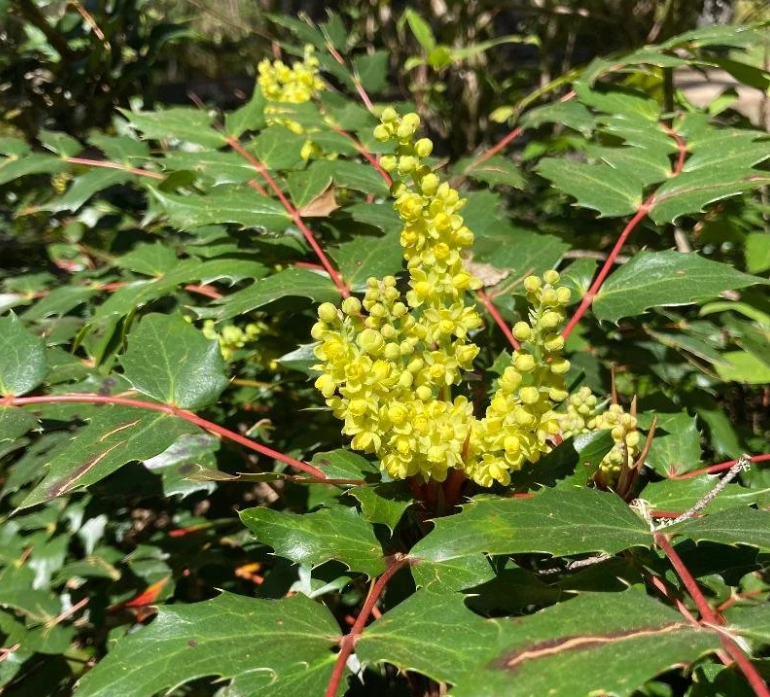 tall Oregon grape.png