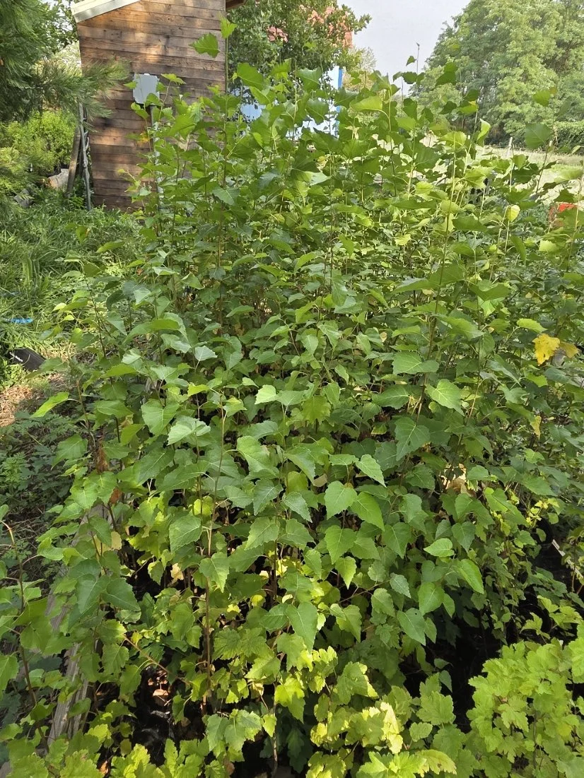 Paper birch treepots 2-4 feet.jpg