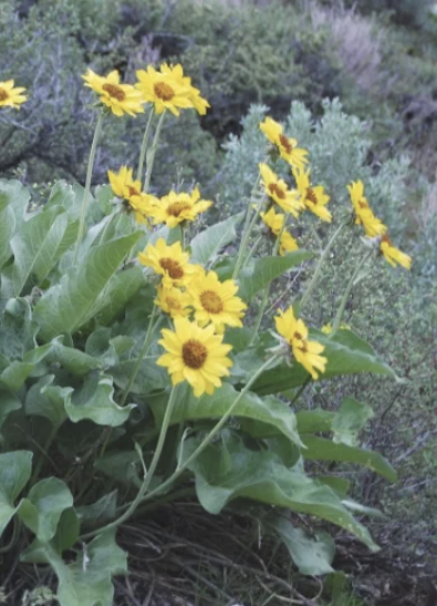 Yellow wildflowers with green leaves in a garden setting