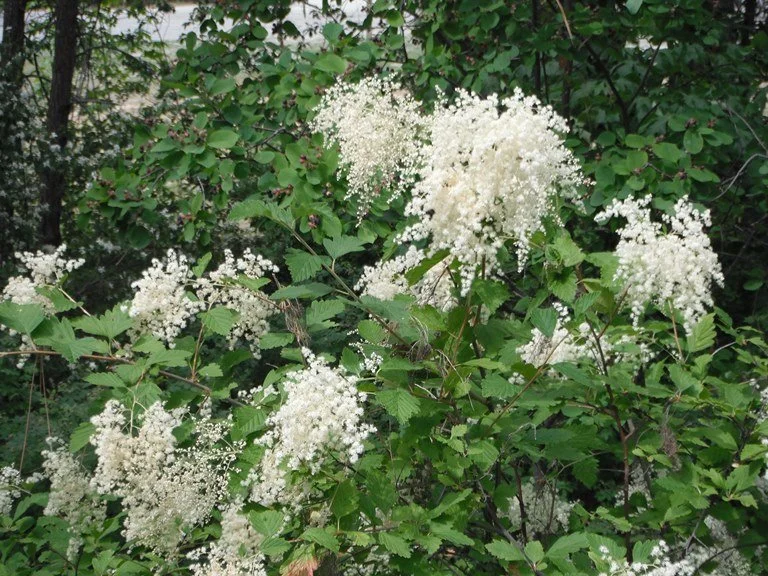 Holodiscus discolor (Oceanspray)