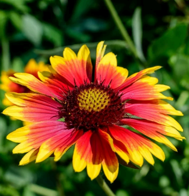 blanketflower  .png