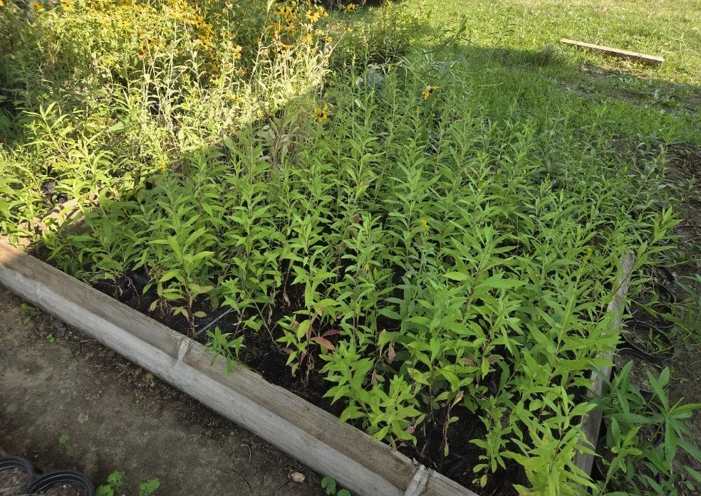 Goldenrod treepots.jpg
