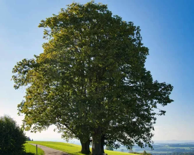 White alder