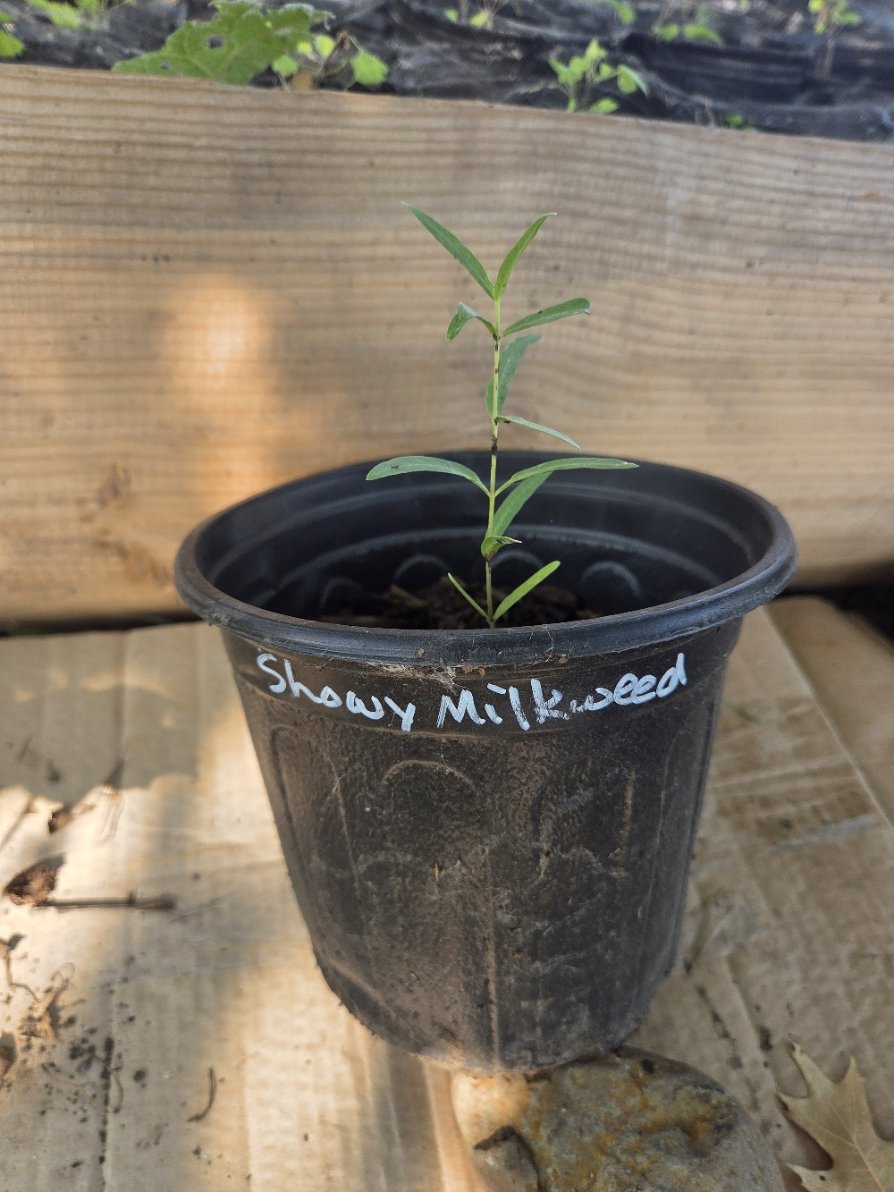 Showy milkweed pot.jpg