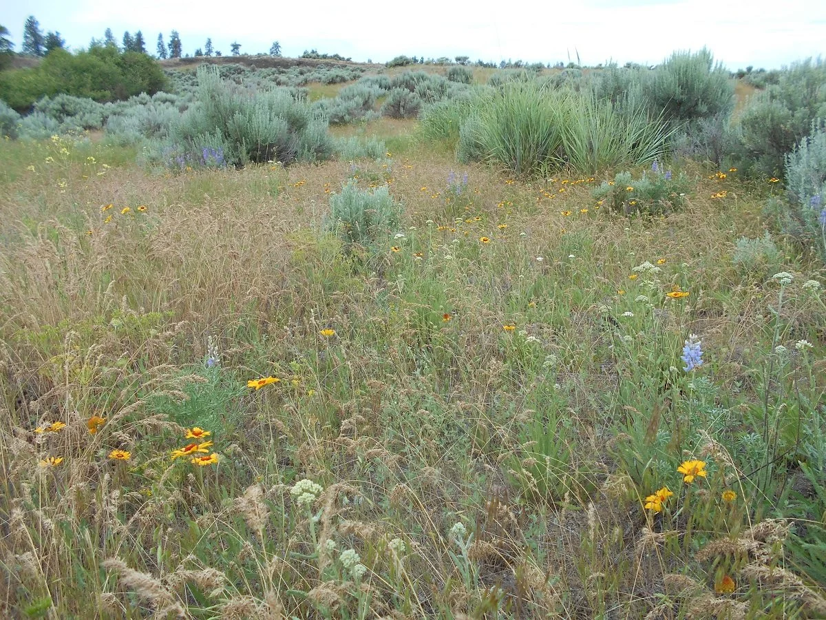 blanketflower3.jpg