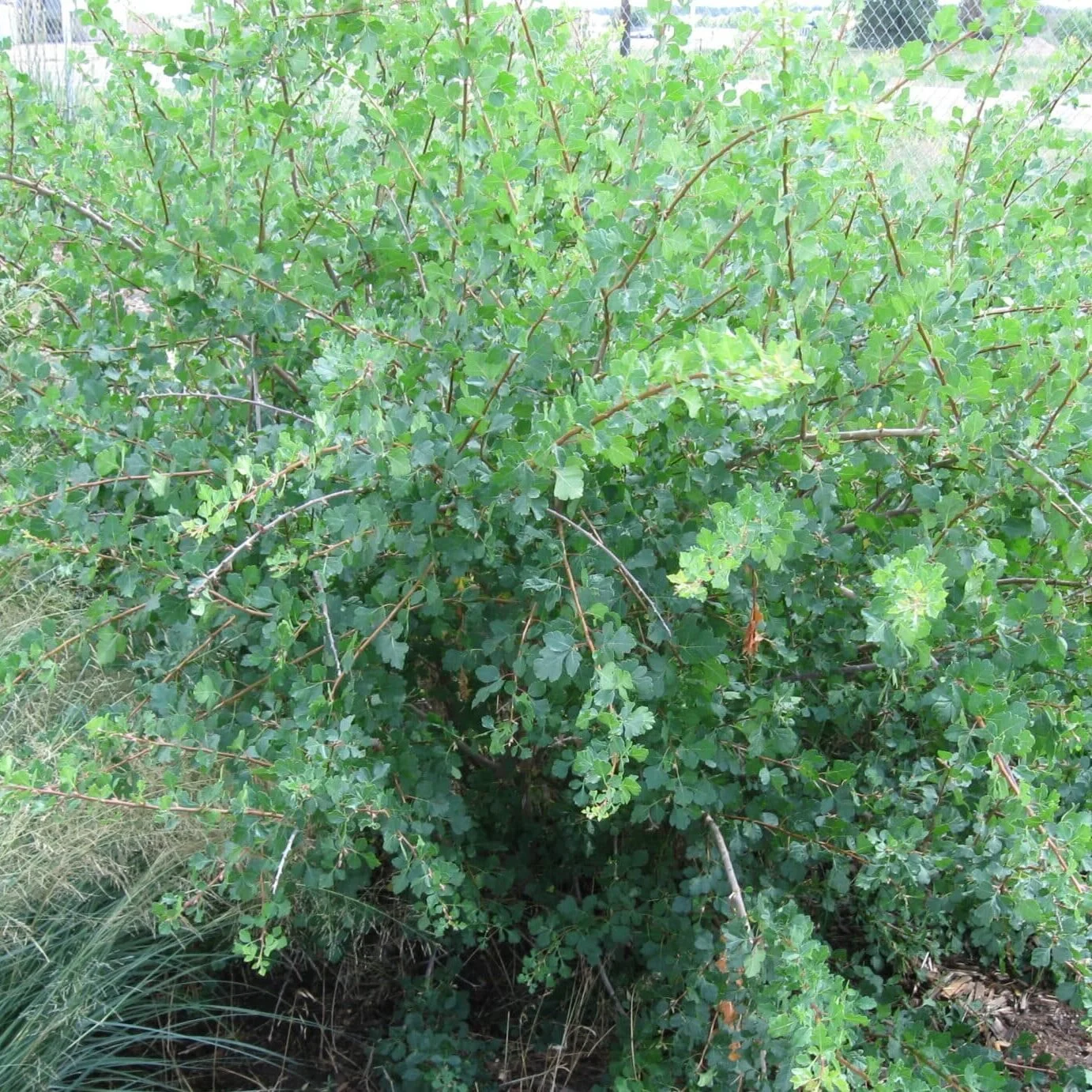 Skunkbush-Sumac-1-scaled-e1727982266234.jpg