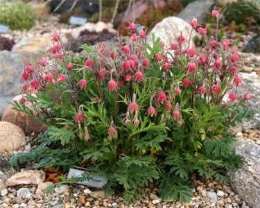 Geum triflorum (Prairie smoke)