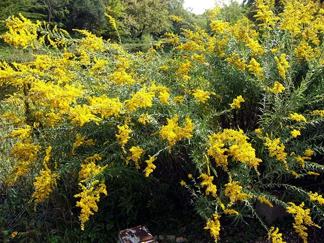 Solidago canadensis (Western Canada goldenrod)