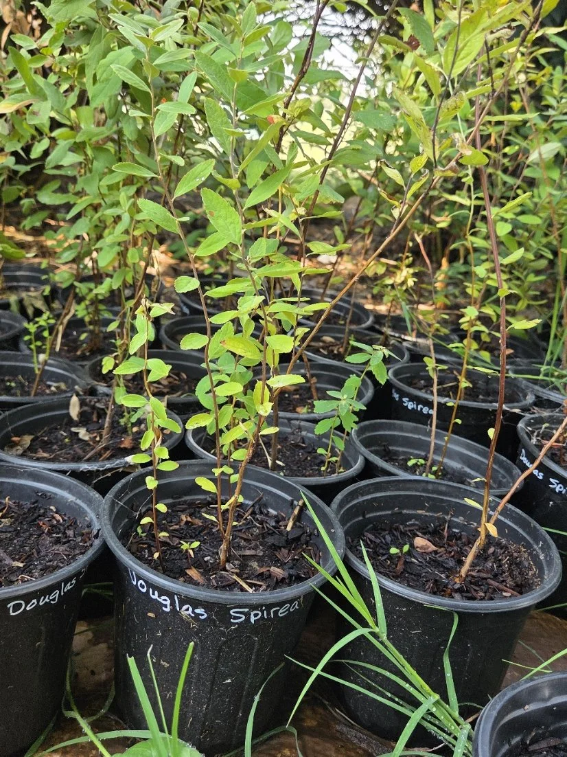 Douglas spirea pot.jpg