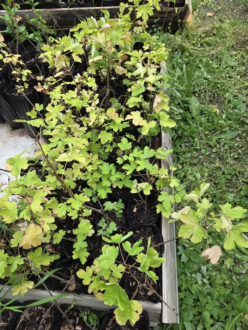 Golden currant treepots.jpg