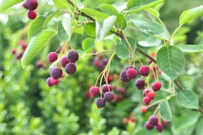 Serviceberry berries.jpg