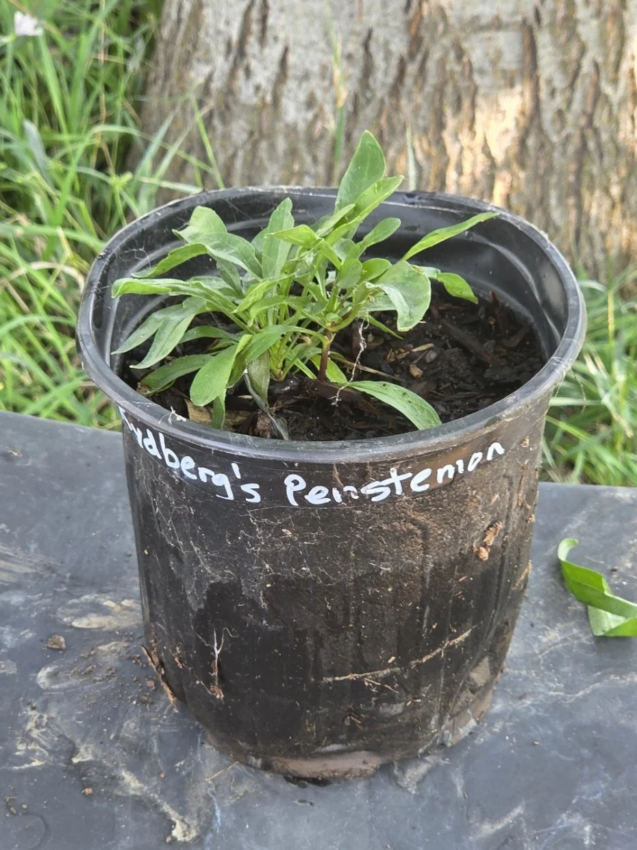 Rydberg's penstemon.jpg
