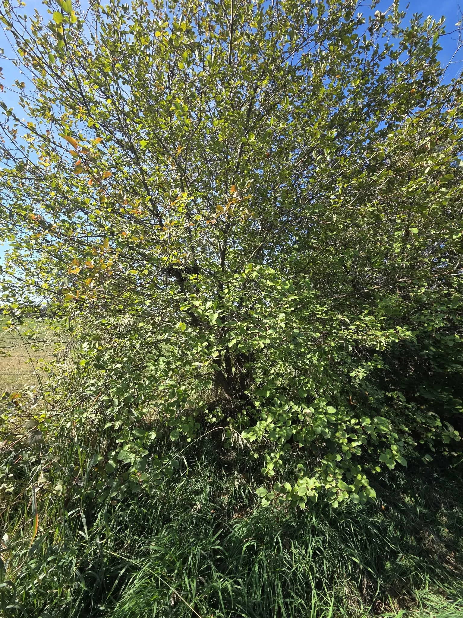 Douglas hawthorn my mature tree3.jpg