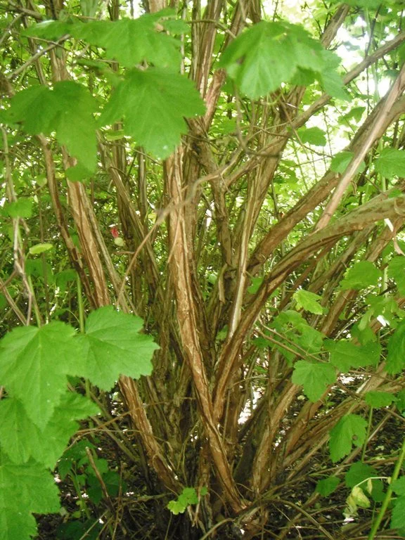Ninebark-bark.jpg