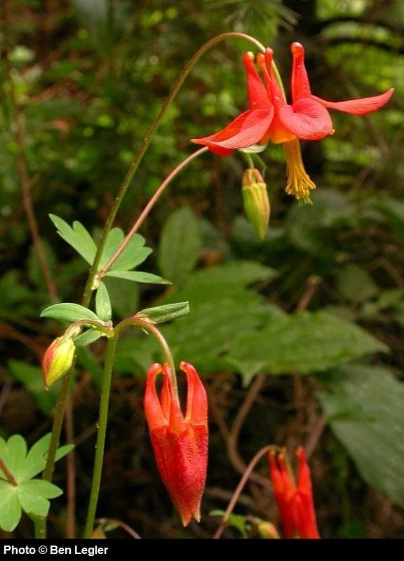 red columbine.jpg