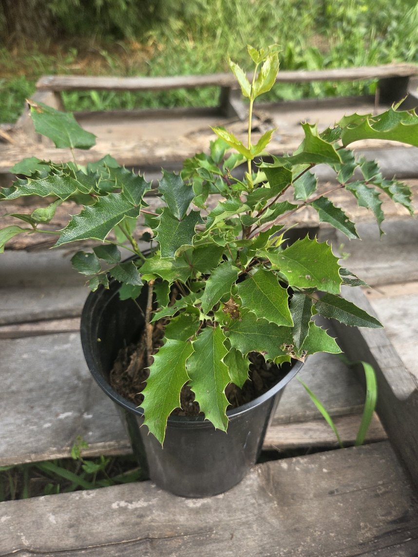 Tall Oregon grape 1 gallon.jpg